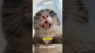 Голова как Майнкрафте? кот медуза? очередной фейк! Сразу к делу! #кот #мем