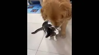 Good Friends for ever 😂 #goldenretriever #dog #love ( Goldenretriever )