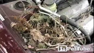 Squirrel Nests in the Car   - PetTube