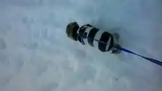Прогулка с мопсом.