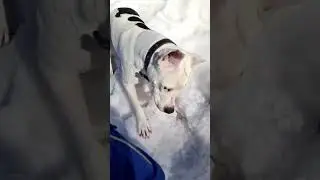 #amstaff #kotya