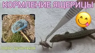 Кормлю СКАЛЬНУЮ ЯЩЕРИЦУ / Ловля кузнечиков
