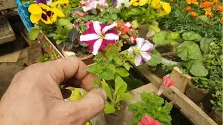 ПОЧЕМУ ГИБНУТ МАТОЧНИКИ ПЕТУНИИ,АЛИССУМА зимой, какая причина???