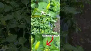 Pupuk Kocor dan Spray Musim Peralihan! Full Buah