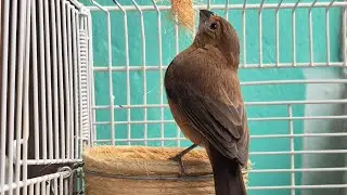 ESQUENTE seu AZULÃO / FÊMEA CHAMANDO quente essa FÊMEA vai ENLOUQUECER seu AZULÃO!
