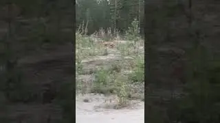Встретили лиса в лесу #янао #forest #fox #лес #лиса #север #осень