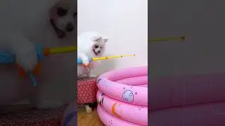 Do you want to eat shrimp slices?#nico #smartnico #funny #pets #dog