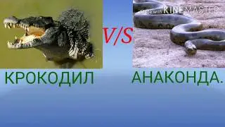 Крокодил против анаконды.