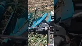 طريقة حصاد البصل في جزيرة اواجي - اليابان