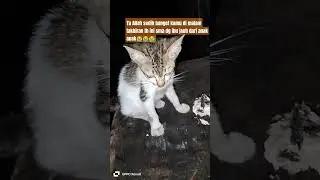 Anak kucing yang sedang bersedih karena Malam takbiran sendiri