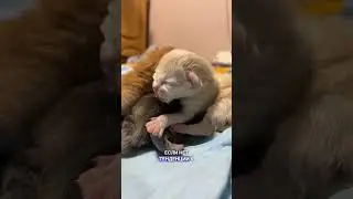 Инструкция: что делать, если ваша кошка родила? 