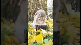C’est l’heure de la toilette pour ce lapin nain #shorts #bunny #lapin