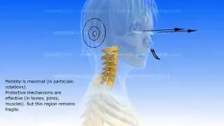 The regions and the spinal curves