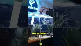 Insane Oscar Tank Maintenance Reveals Surprising Water Change Secrets