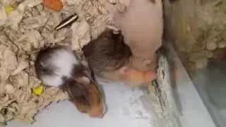 Baby hams day 16: the window-licking epidemic