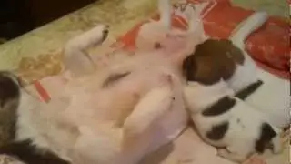 Наши первенцы, 13 дней.mp4