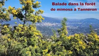 Balade dans les MIMOSAS de TANNERON, petit village du Var