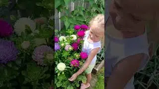 🌿🌿🌿хризантелла. Астра 