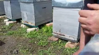 Организация пчелинной семьи - кто роздает наряды?