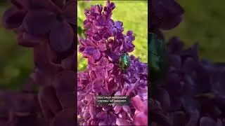 День памяти Владимира Набокова #интересныефакты #искусство #творчество
