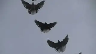 Полеты на Марганецком голубедроме  04 04 22г