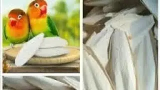 Cuttlebone delikado sa mga ibon