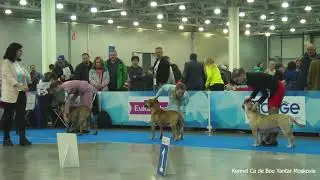 Eurasia 2019 Ca de Bou Best of Breed