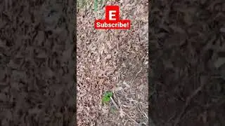 NATURE 2