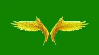 Anjal wings flapping video || Golden wings flapping || #shorts #short snake green screen