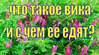 Что такое Вика и с чем её едят/морские свинки/Питание свинок