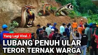VIRAL..! LUBANG PENUH ULAR LAGI VIRAL DI JAWA TIMUR