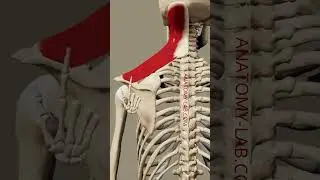 shoulder elevation 3d animation