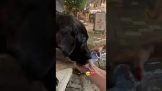 These poor stray dogs were soooo thirsty🥹😍🥰 so cute