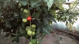 Томат Анталия через проволоку в низ растет. Панекра.