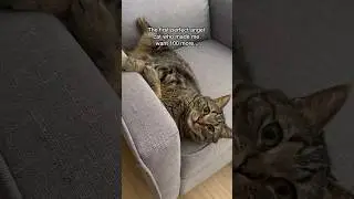 Proof that 2 cats is the perfect amount