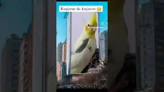 #sultanpapağanı