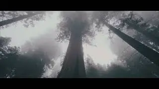 Sequoia National Park (Cinematic Video)