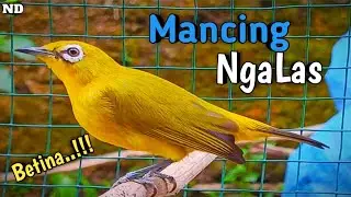 Hitungan Menit Jantan Langsung Ngalas !! Pleci Betina Memanggil Jantan