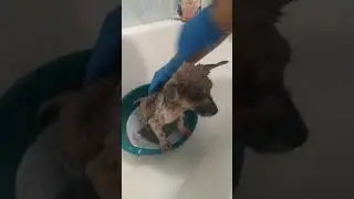 лис персил первое купание