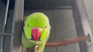 Riki The Talking, Screaming Indian Ringneck parrot 💚