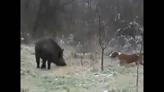 Domuz Avı Av Videoları
