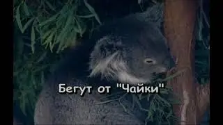 Браво   Жёлтые Ботинки