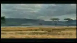 Animal Suiside Funny Video