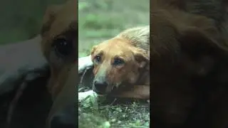 Innocent dog face 🐶#viral#shorts