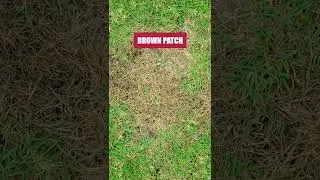 Get Control of Brown Patch in Your Lawn with Patch Pro Fungicide!