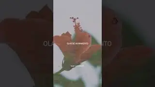 OLAS (LETRA)