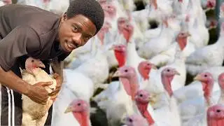 Why My Turkeys Are Always Strong and Healthy