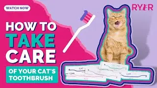 How To Simply Take Care of Your Cat’s #1 Grooming Tool: Their Toothbrush!
