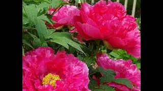 Historic Garden Week in Virginia Orange and Madison County 2024
