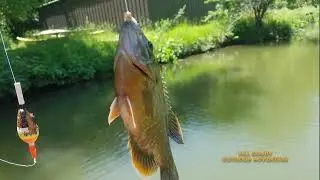 Catching and Cooking Catfish and Bluegills